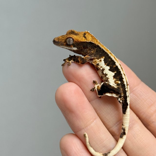 릴리100%헷아잔틱