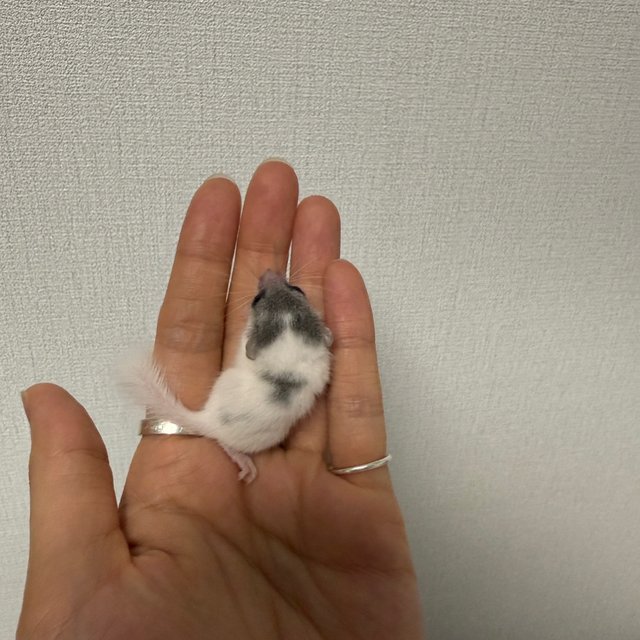 오레오 달마시안