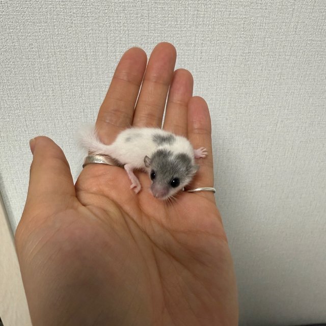 오레오 달마시안