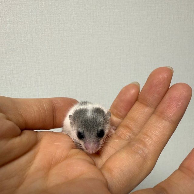 오레오 달마시안