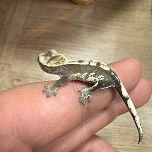 아잔틱