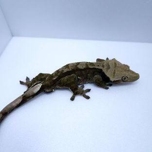 챠콜