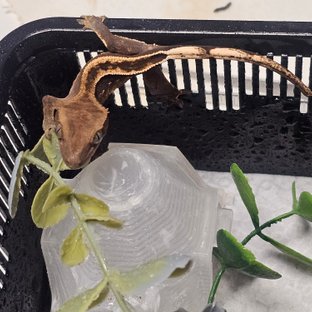 엠티백 풀핀 핀스트라이프