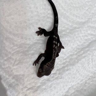 다크 루왁