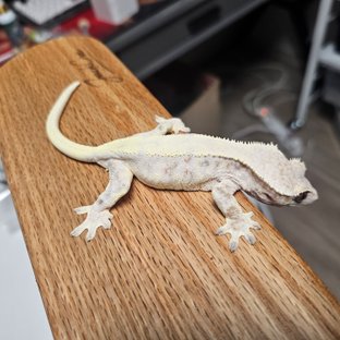 릴리 세이블 솔리드백 드리피 트라이