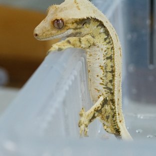 신짹