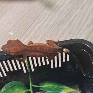 챠콜 카푸치노