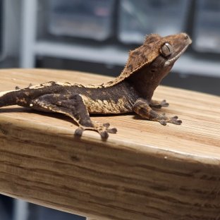 100%헷아잔틱 화이트포트홀 화이트스팟