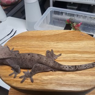 카푸치노 슈퍼달마시안 달마시안