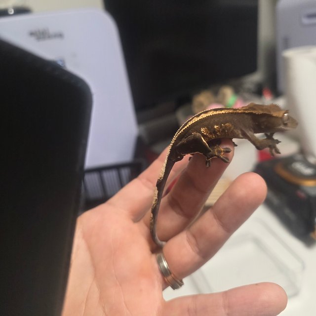 엠티백 풀핀 핀스트라이프 화이트포트홀