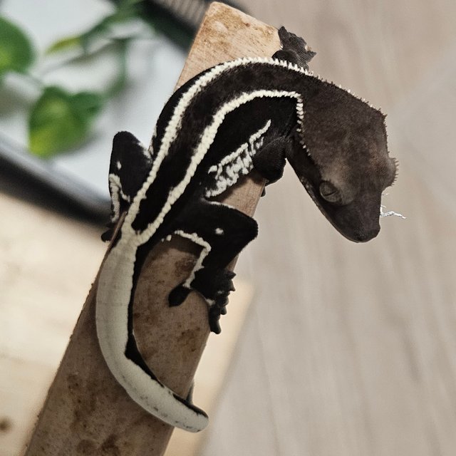 아잔틱 풀핀 엠티백 핀스트라이프 쿼드 화이트스팟