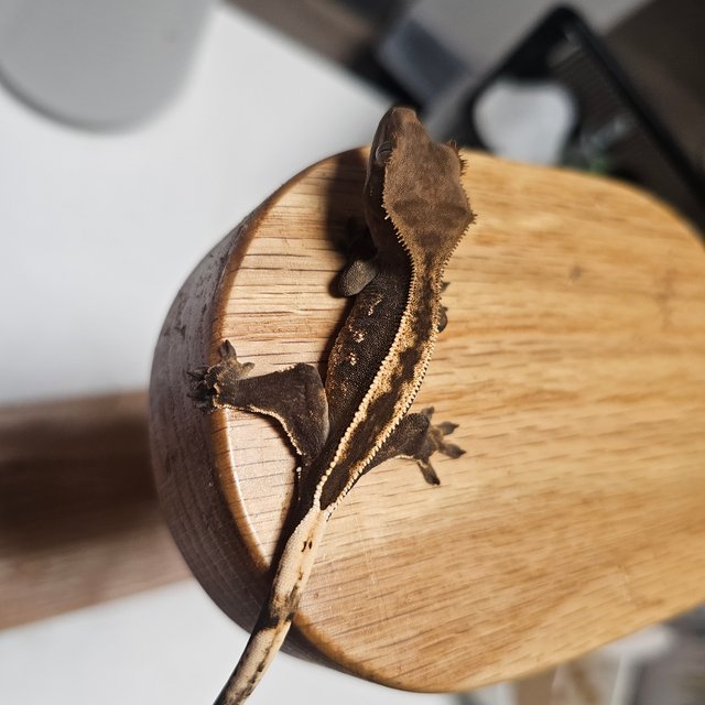 엠티백 풀핀 핀스트라이프 화이트포트홀