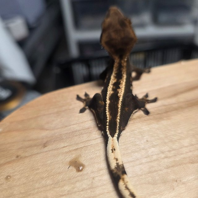 엠티백 풀핀 핀스트라이프 화이트포트홀