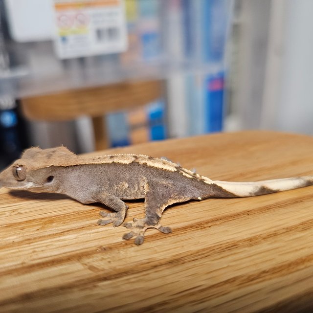 100%헷아잔틱 화이트포트홀