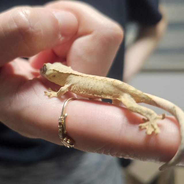 크림 크림시클 노멀