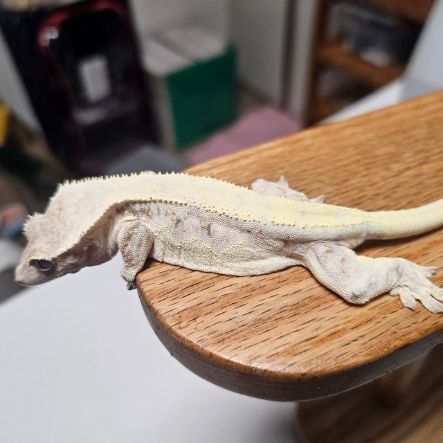 릴리 세이블 솔리드백 드리피 트라이