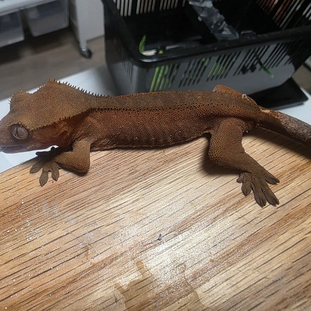 레드 바이 벅스킨