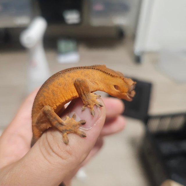 챠콜 카푸치노 텐저린