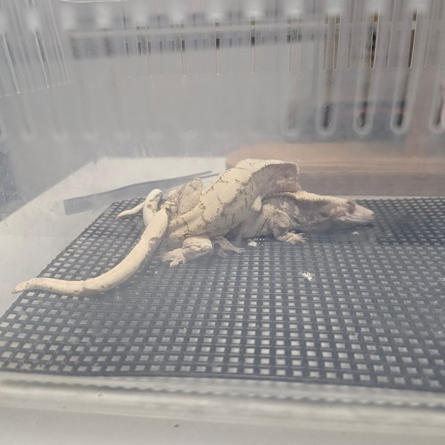 노멀 화이트 드리피 화이트스팟