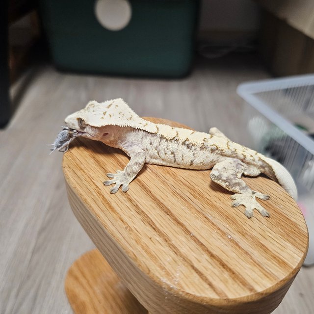 노멀 화이트 드리피 화이트스팟