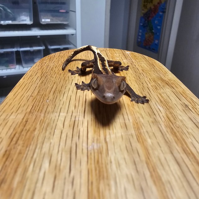 엠티백 풀핀 핀스트라이프