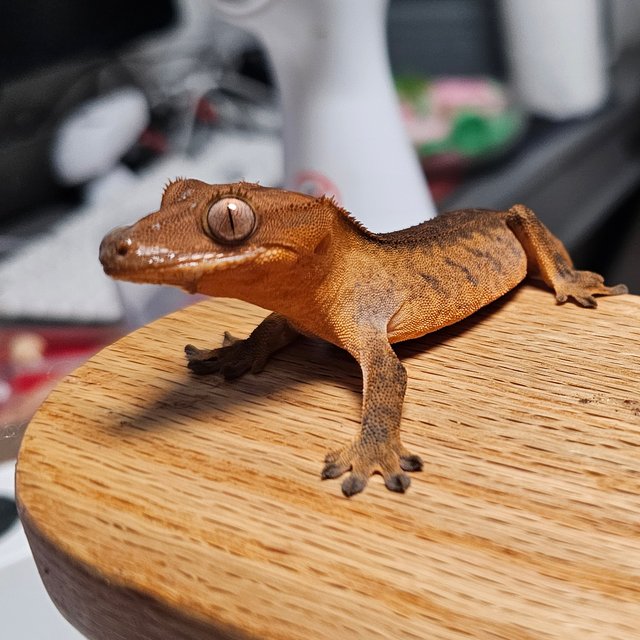 챠콜 카푸치노 텐저린