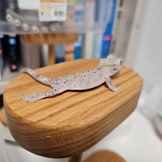 카푸치노 슈퍼달마시안 달마시안