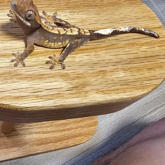 100%헷아잔틱 화이트포트홀 화이트스팟