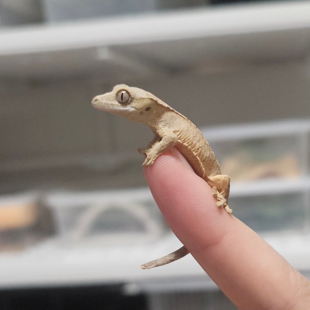 크림 크림시클 노멀