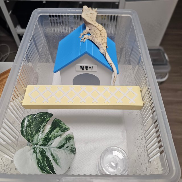 노멀 화이트 드리피 화이트스팟