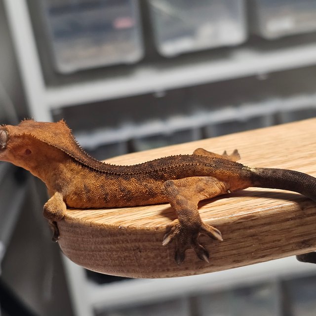 챠콜 카푸치노 텐저린