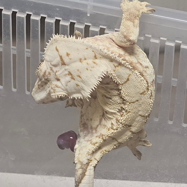 노멀 화이트 드리피 화이트스팟