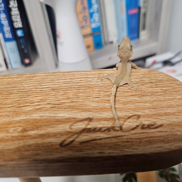 슈퍼달마시안 달마시안