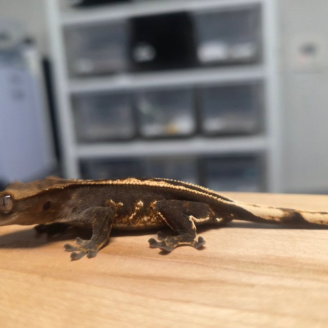 엠티백 풀핀 핀스트라이프 화이트포트홀