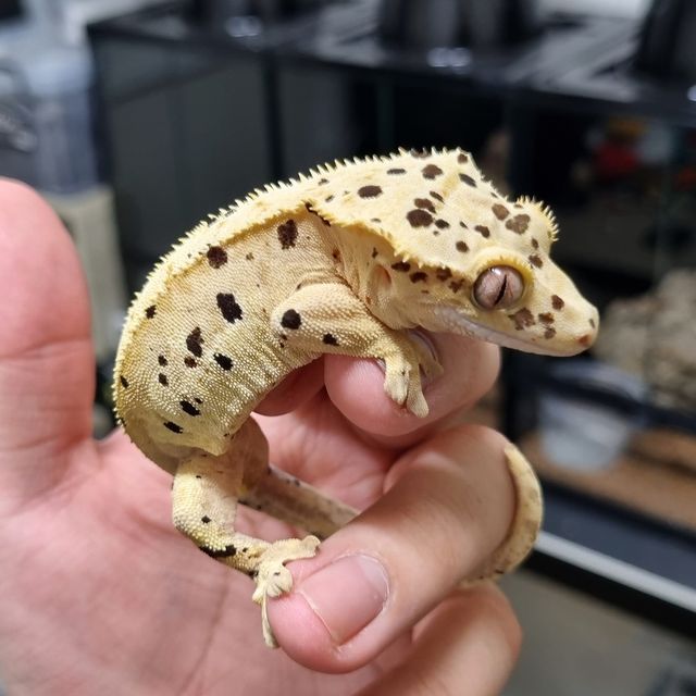 달마시안