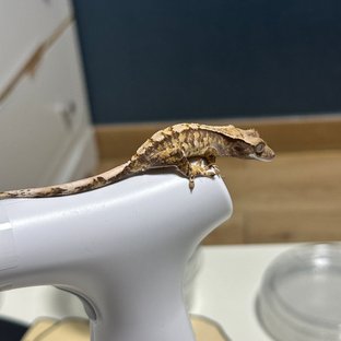 노멀 트라이 드리피 익스트림할리퀸 화이트스팟