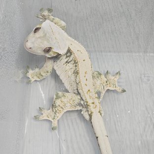메이