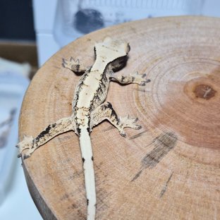 노멀 드리피 화이트스팟