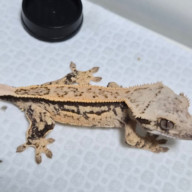 노멀 트라이 쿼드 풀핀