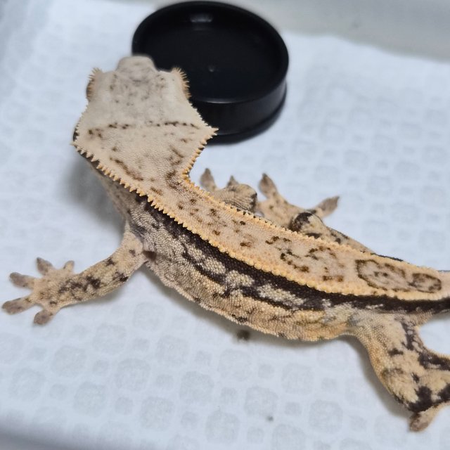 노멀 트라이 쿼드 풀핀