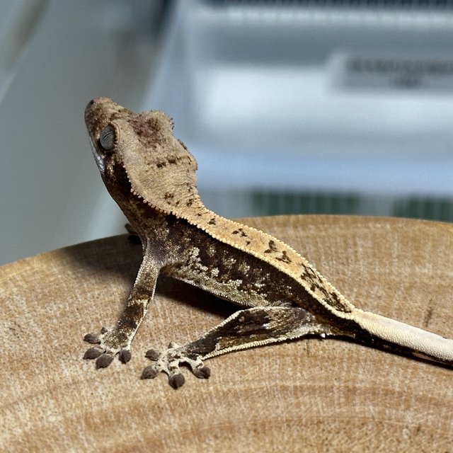 노멀 풀핀 쿼드 화이트스팟 드리피 트라이