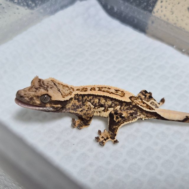 노멀 트라이 쿼드 화이트스팟 핀스트라이프 드리피