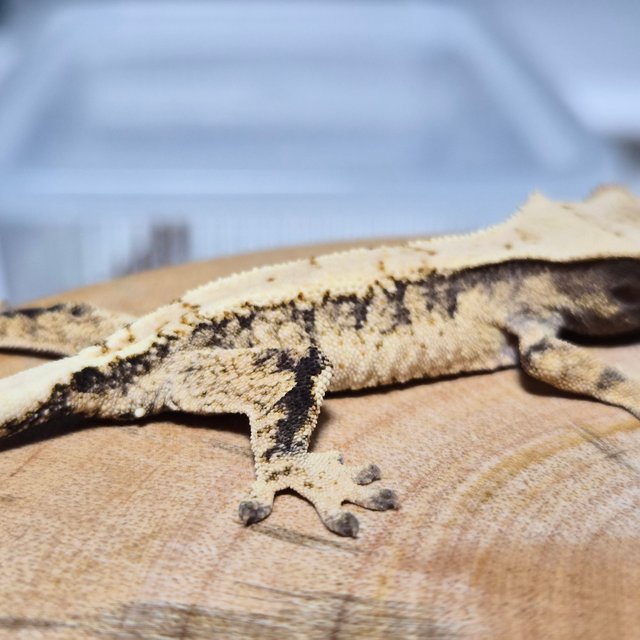 노멀 드리피 화이트스팟