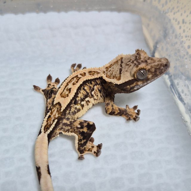 노멀 트라이 쿼드 화이트스팟 핀스트라이프 드리피