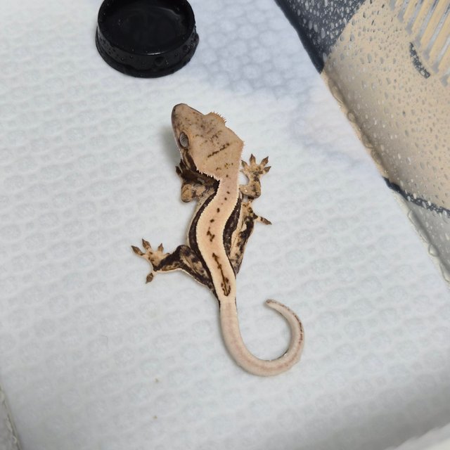 노멀 트라이 쿼드 드리피 풀핀 화이트스팟