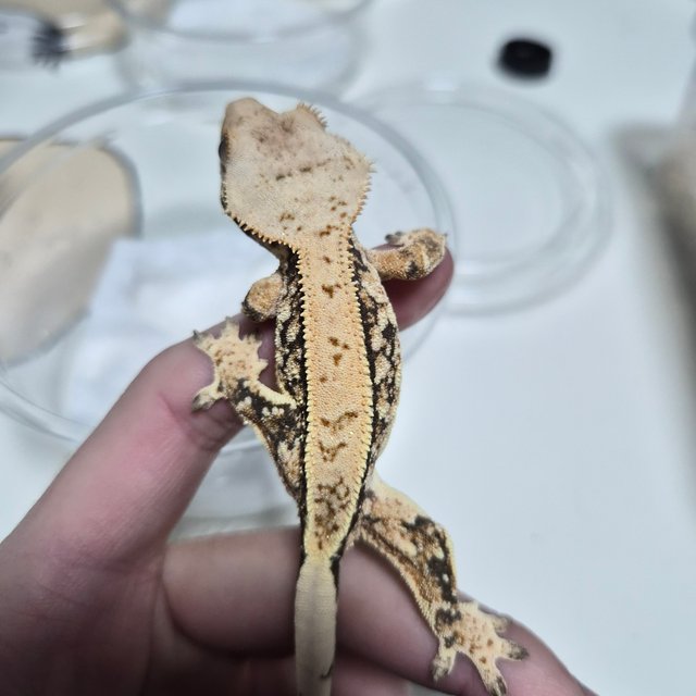 노멀 트라이 드리피 쿼드 화이트스팟 풀핀