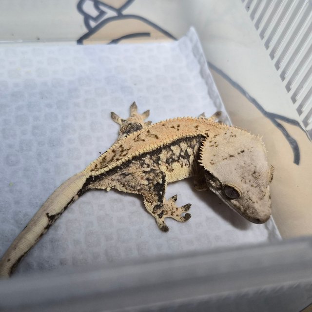 노멀 풀핀 쿼드 화이트스팟 드리피 트라이