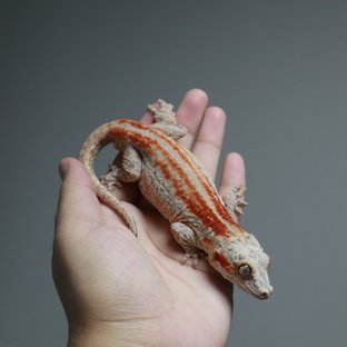 스트라이프 레드