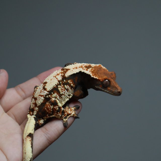 세이블 화이트스팟