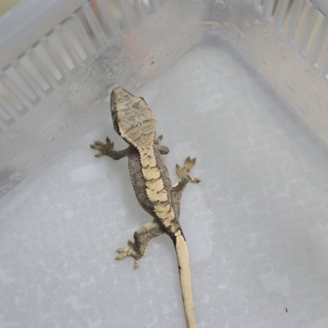 노멀 화이트스팟